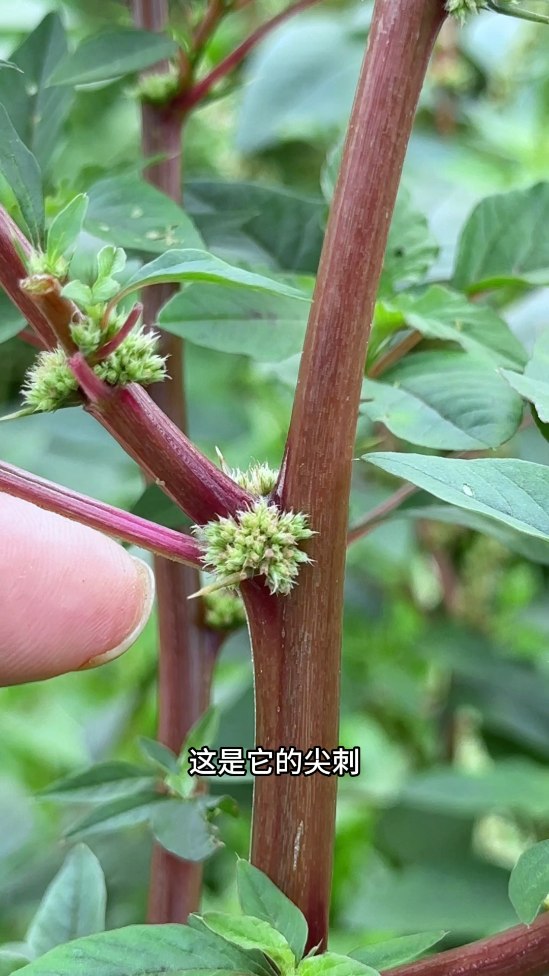 农村人采收河边的刺苋菜,先剪去茎杆尖刺,再切成块状才容易晒干