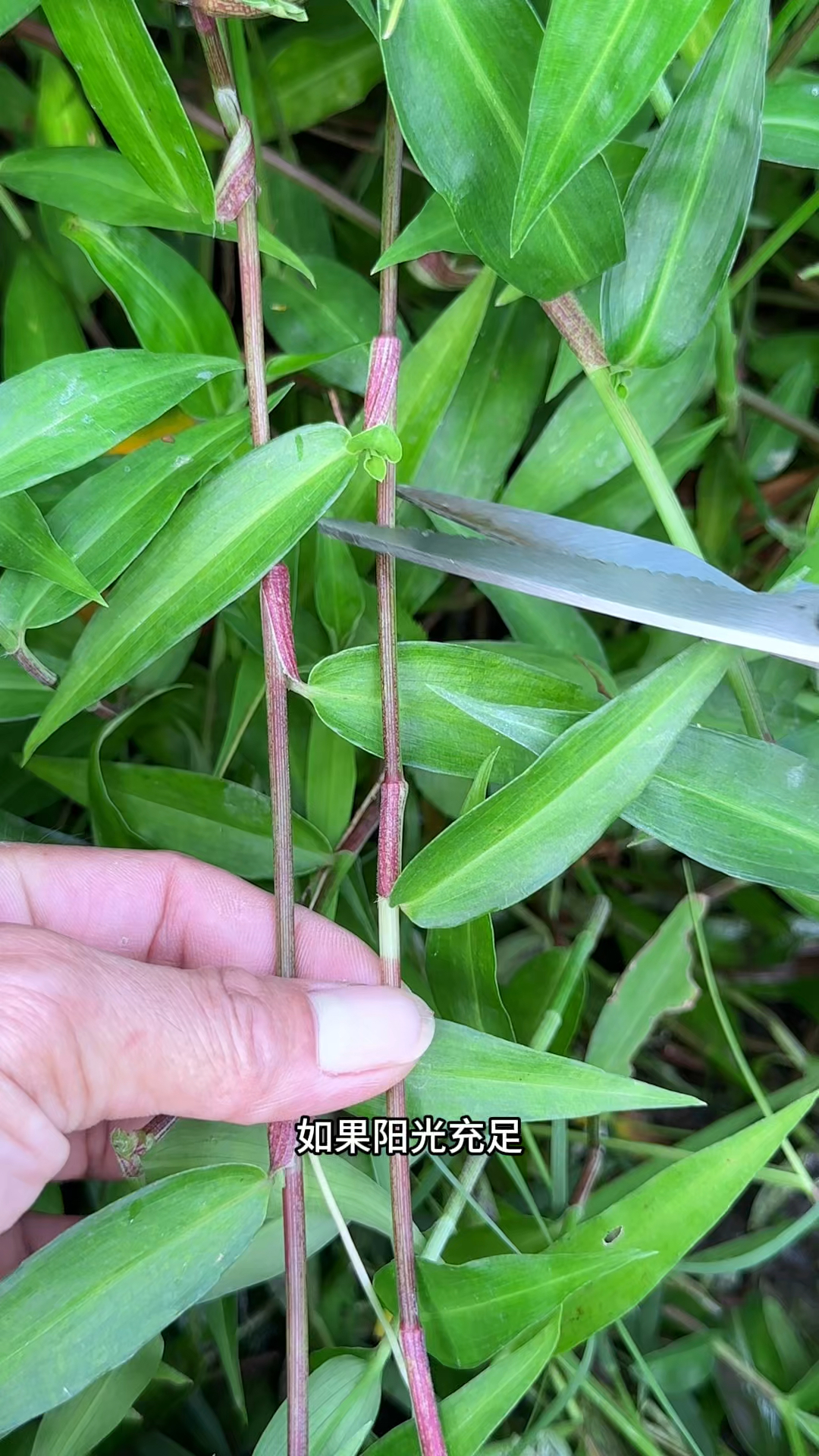 农村人采收水田边竹节菜,长着红色的茎杆,它也是鸭子的青饲料