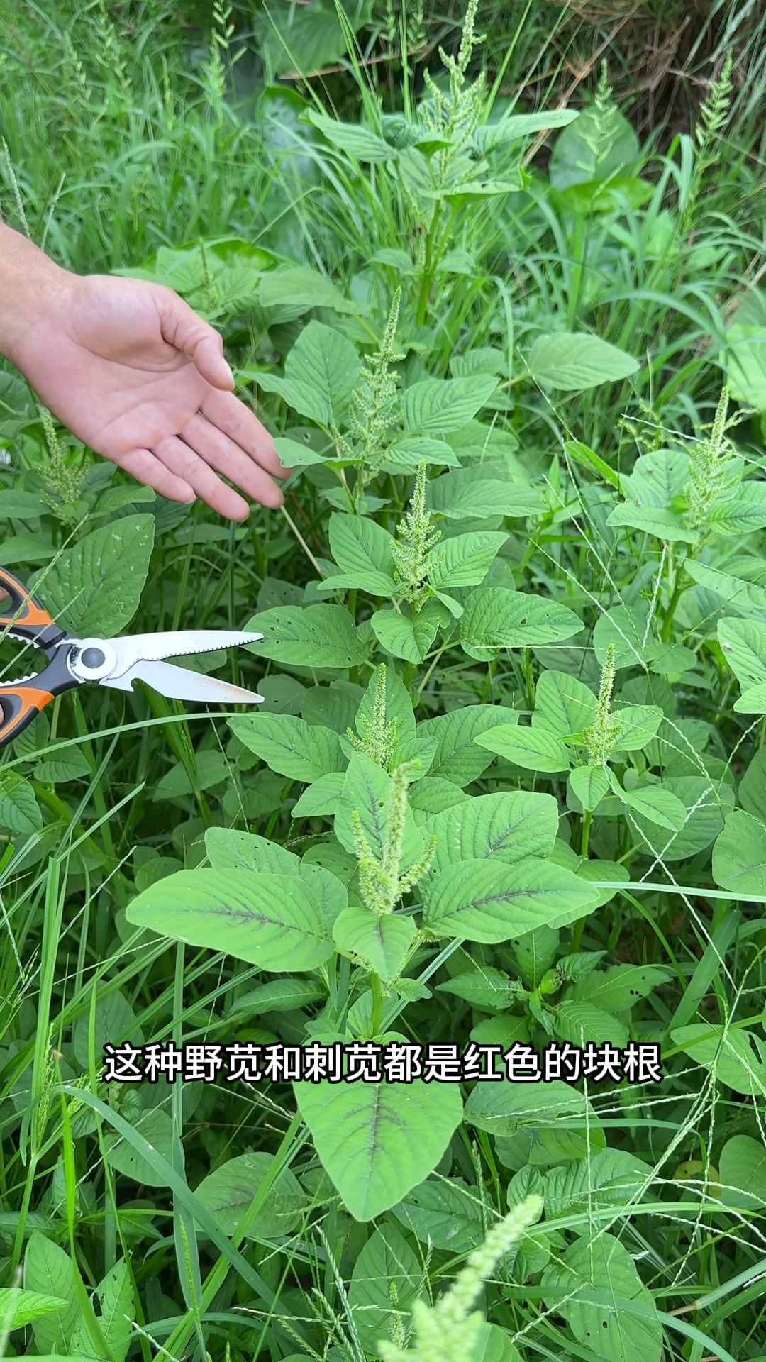 在夏天的农村采收野苋菜,剪掉花朵留下叶茎,忙着在太阳下晒干
