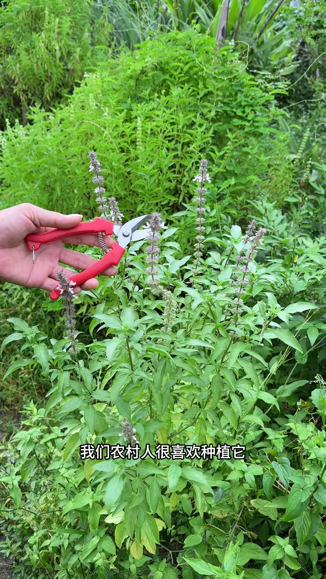 这种植物就是九层塔，采收花朵和叶子，可以制成植物香料