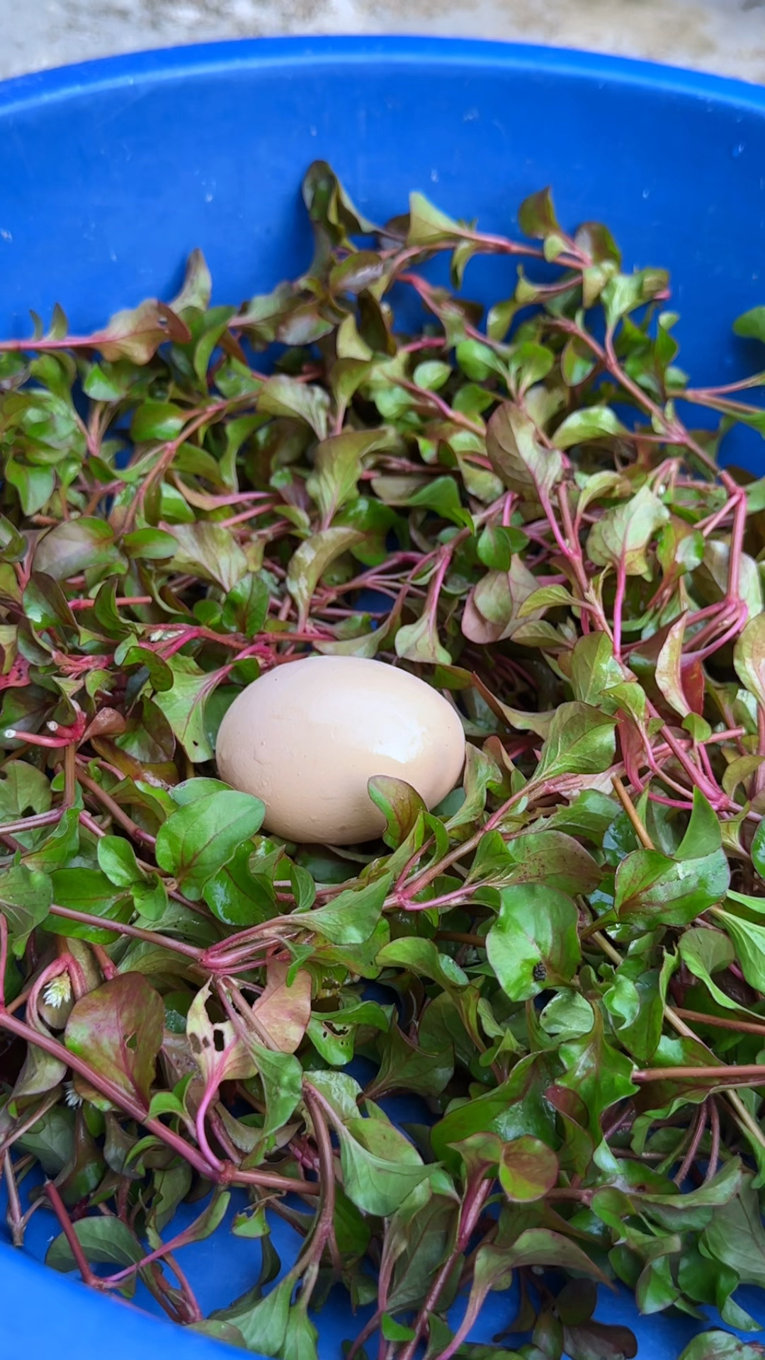 农村家乡的旱地西洋菜，在采收时节，剪下又绿又红的茎杆