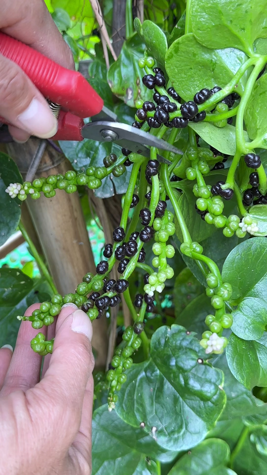 农村的木耳菜，长出宽叶就能采收，果实的紫色汁液可作染色