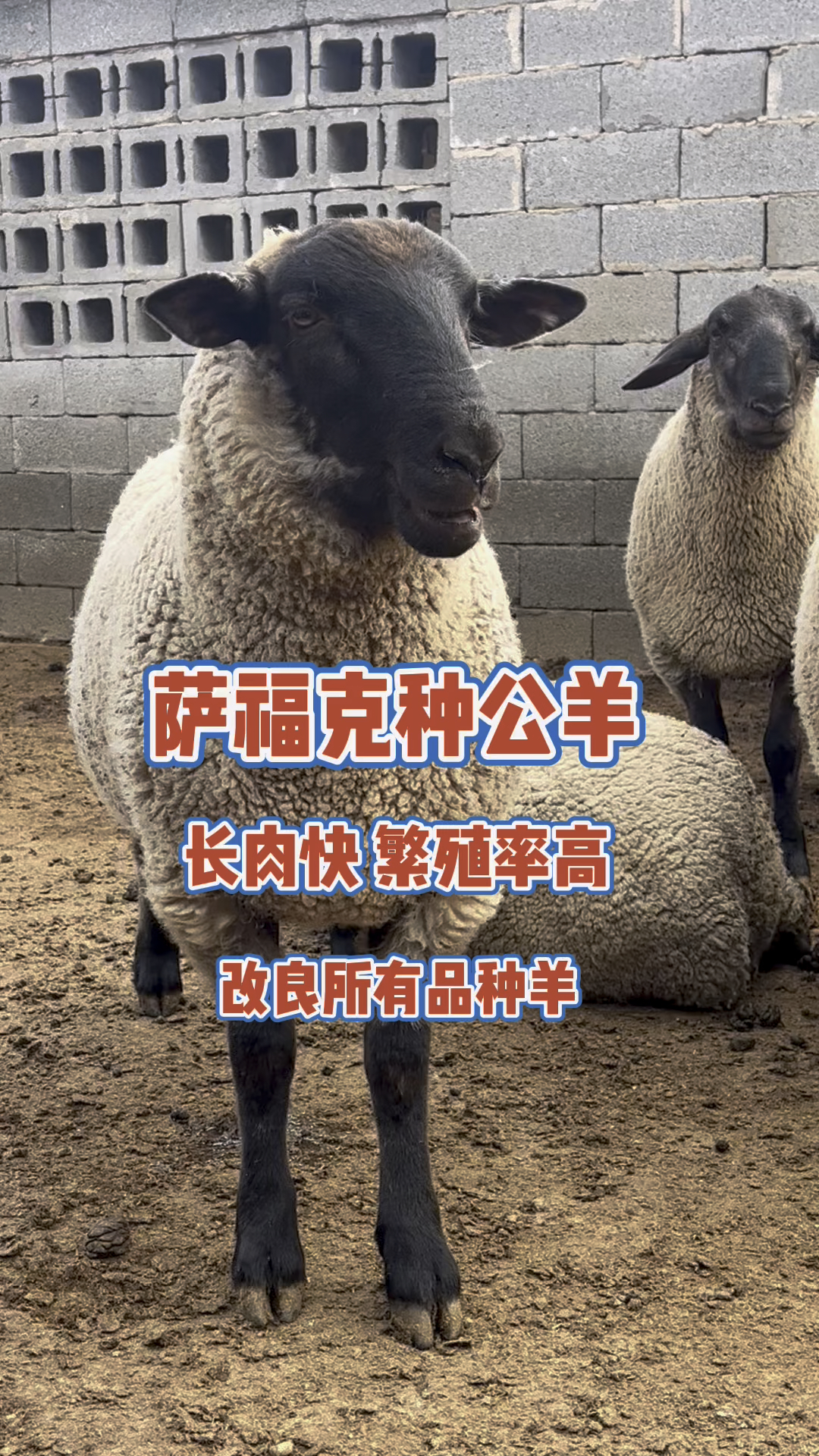 萨福克种公羊 长肉快繁殖率高,改良所有品种羊