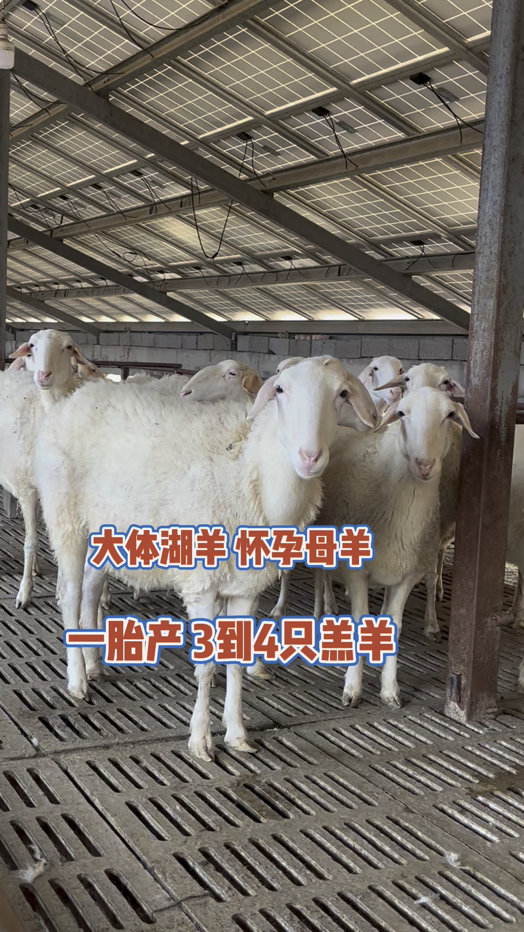 大体湖羊怀孕 一胎产3到4只小羊羔