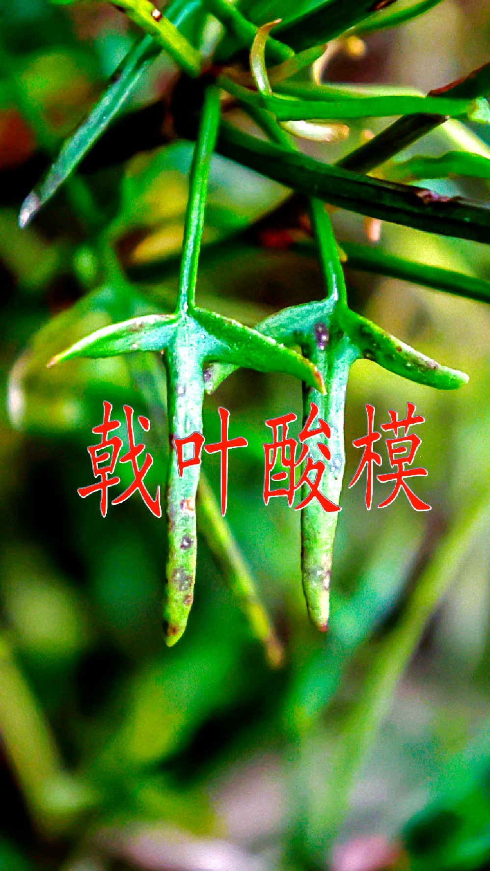 农村山上多年生灌木植物,你知道它有什么作用?来挑战你知识极限