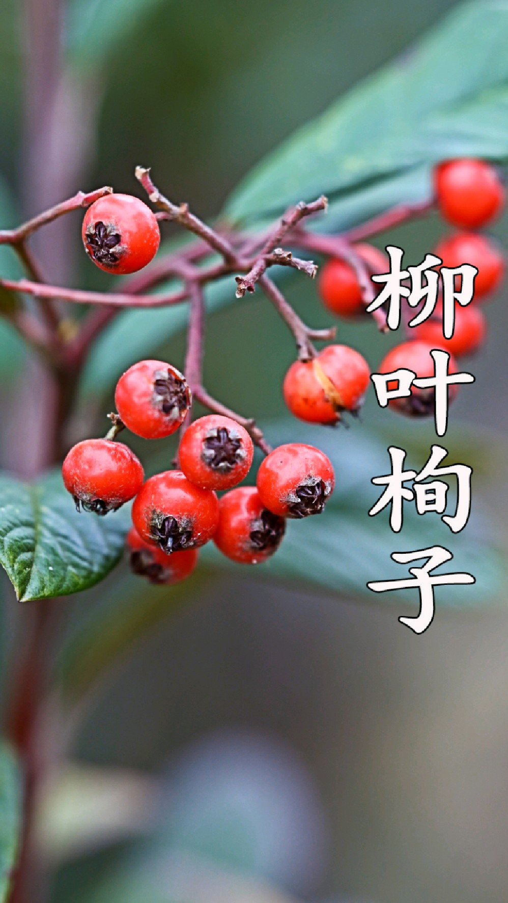 终于在云南拍到了这种植物,鲜艳的红果,你的家乡有吗?