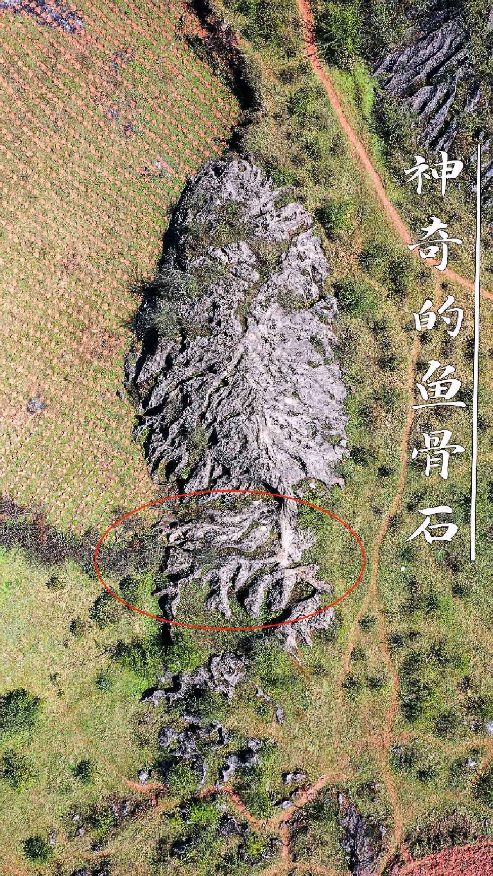贵州大山深处发现神奇“大鱼石”