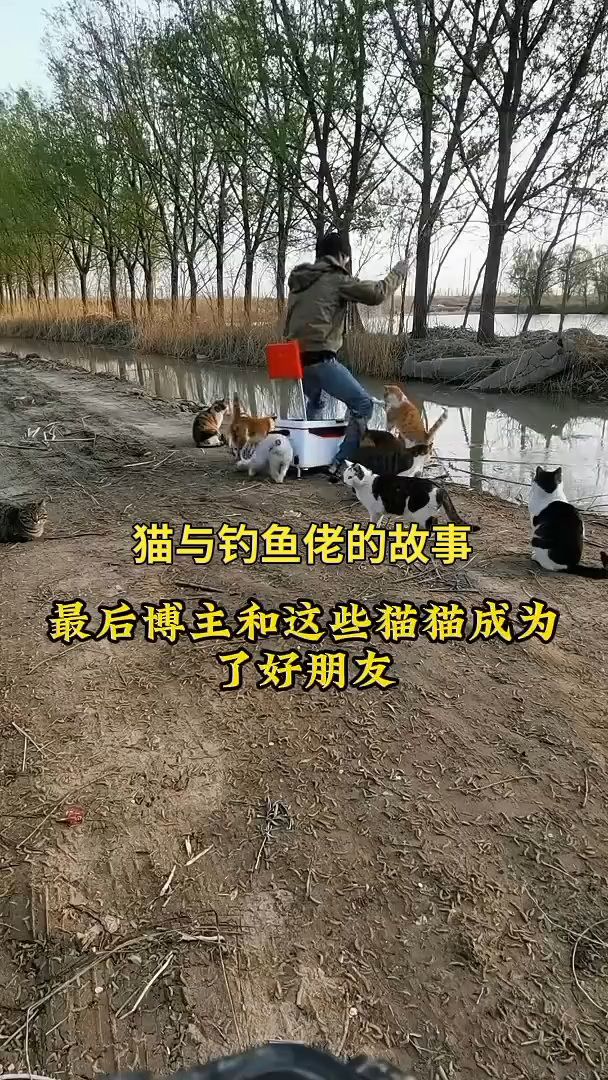 猫咪与钓鱼佬的故事!