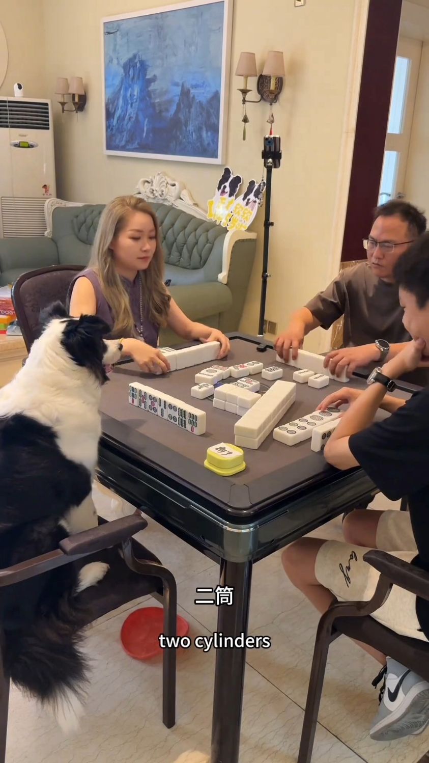 成精的狗子,打麻将打得真精!