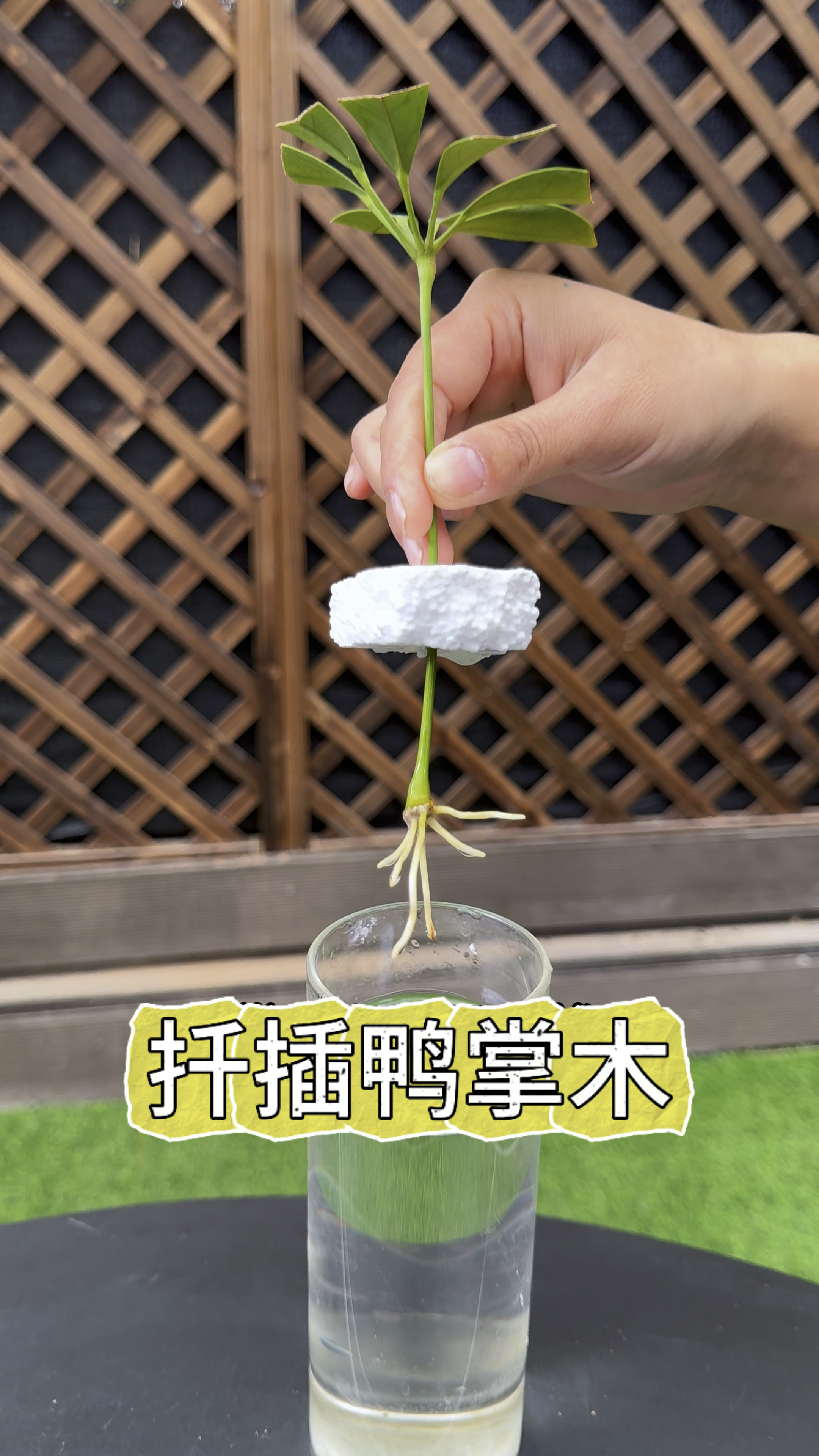 鸭掌木不用买,掰张叶片就能扦插成活