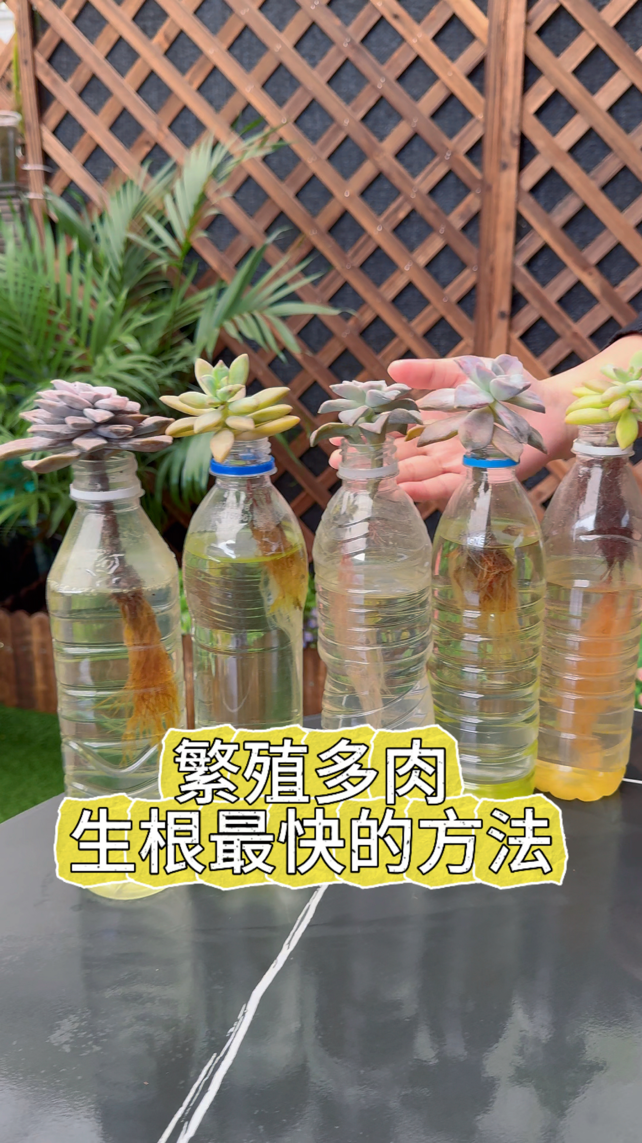 繁殖多肉生根最快的方法,你知道吗?