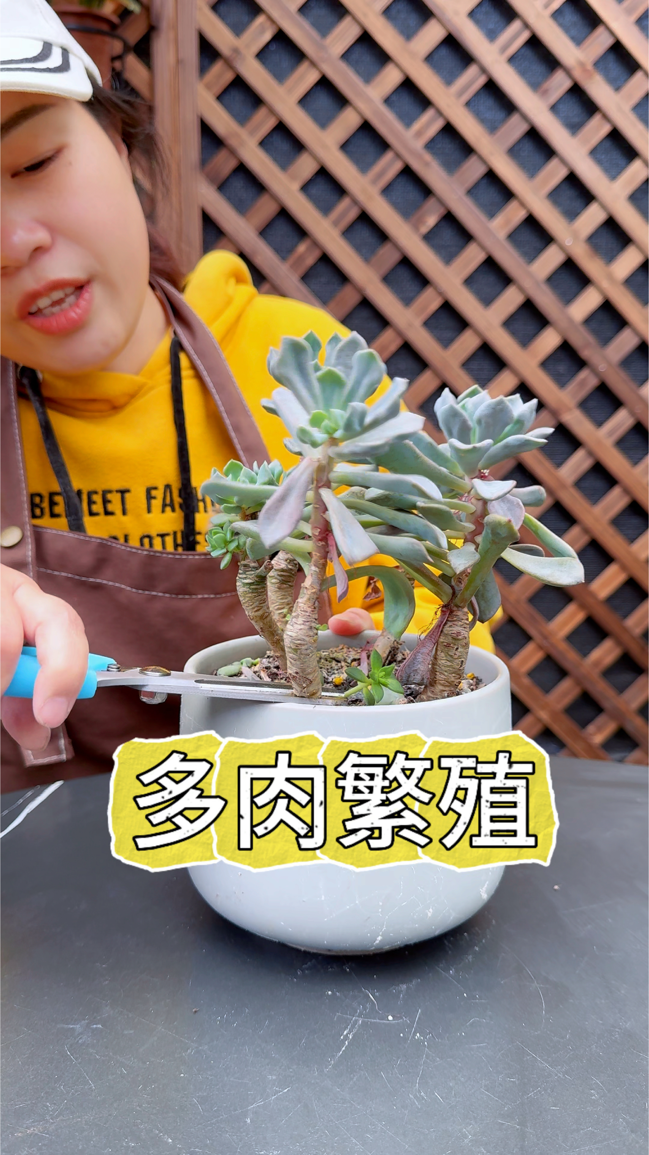 多肉养成了这个鬼样子,那就全部剪掉,一盆变多盆