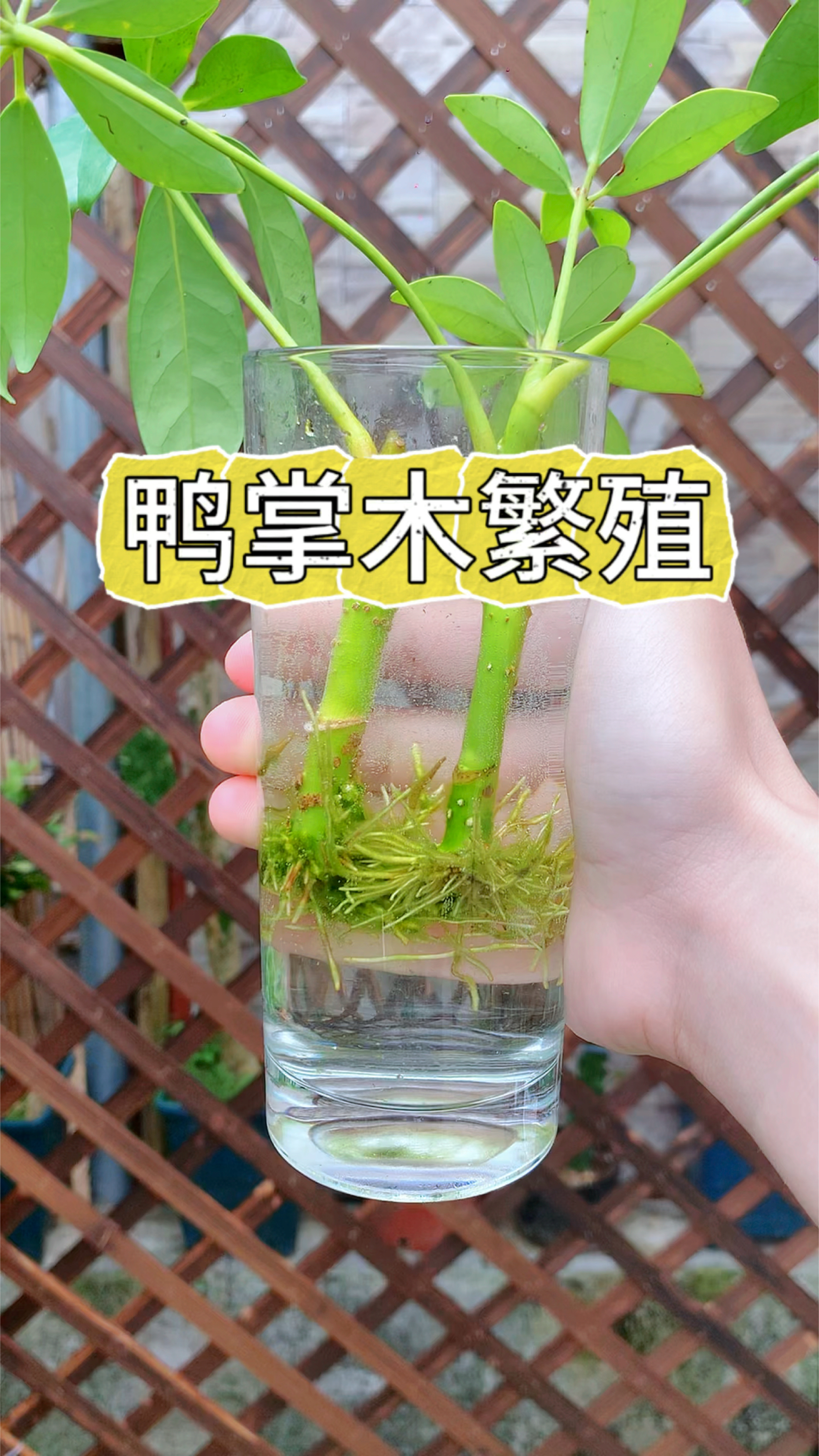 鸭掌木不用买,教你学会这样扦插#花卉绿植 #鸭掌木 #扦插