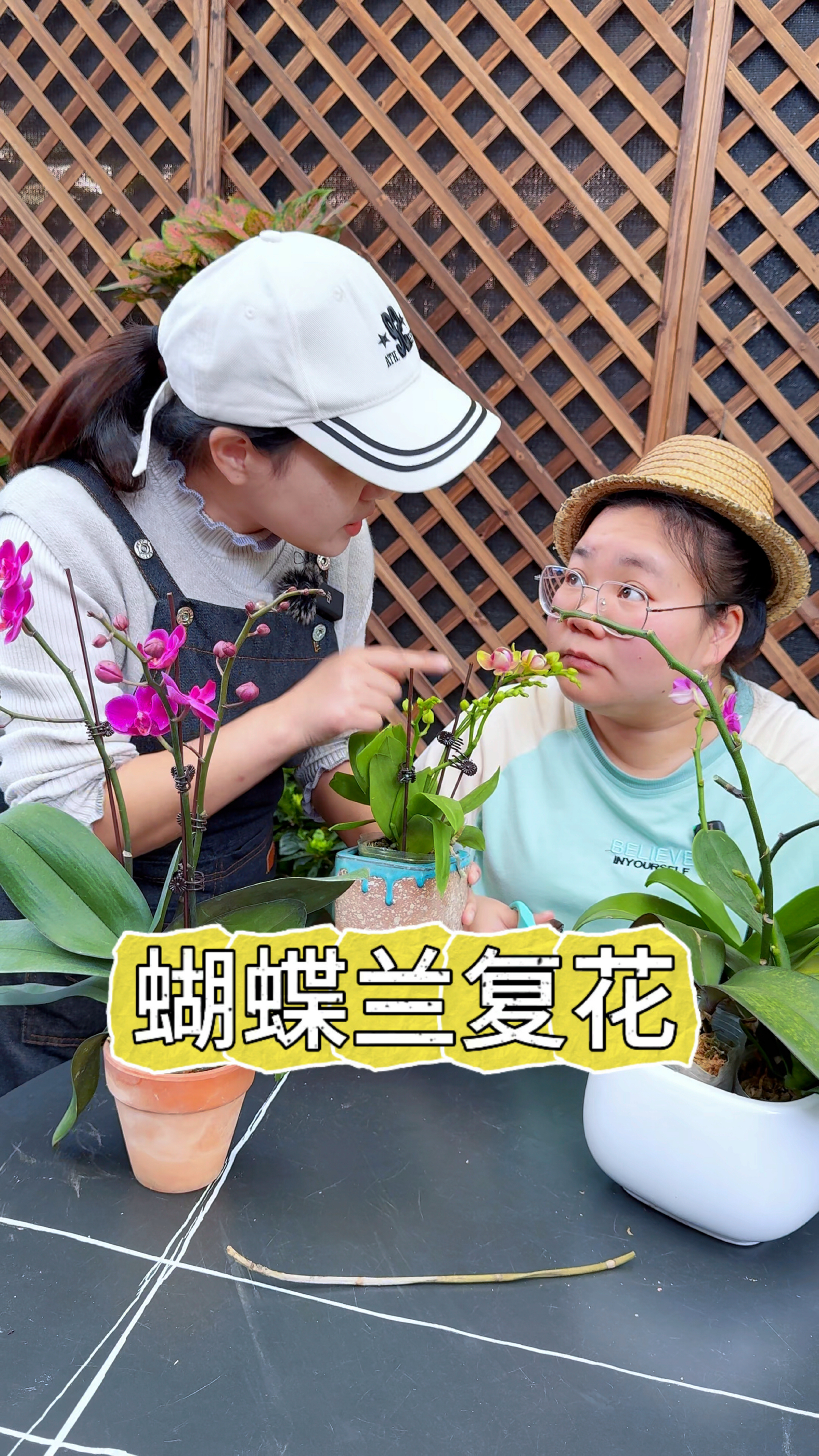 蝴蝶兰想要复花,只剪花箭可不行
