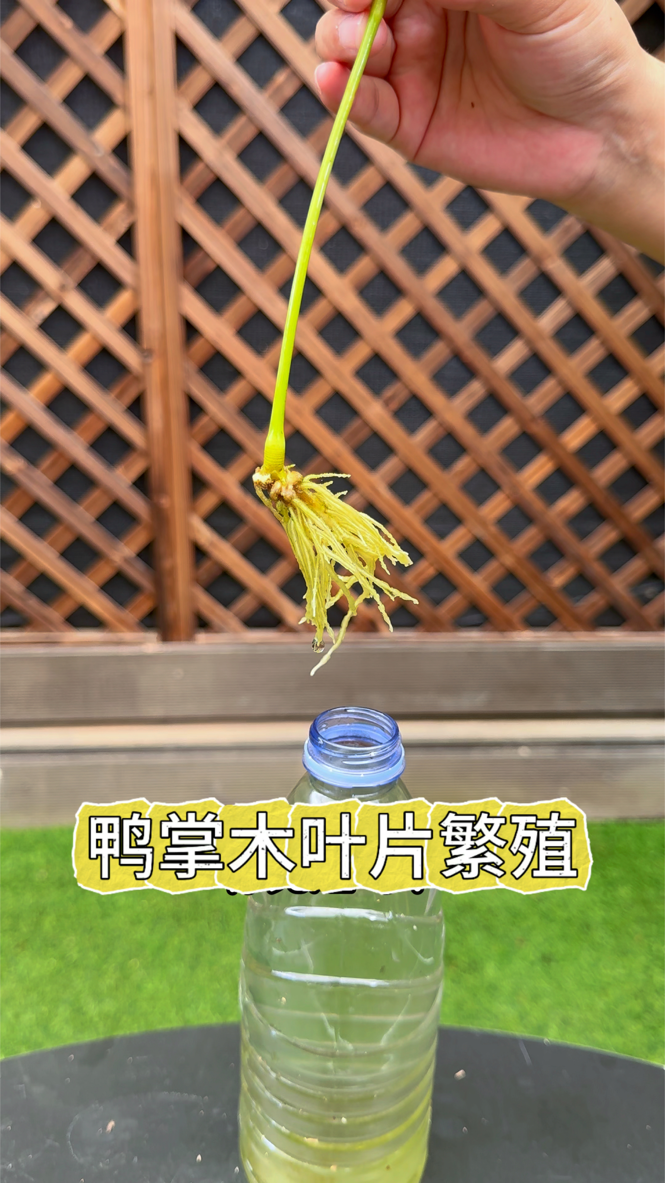 鸭掌木用叶片也能扦插繁殖，你见过吗？