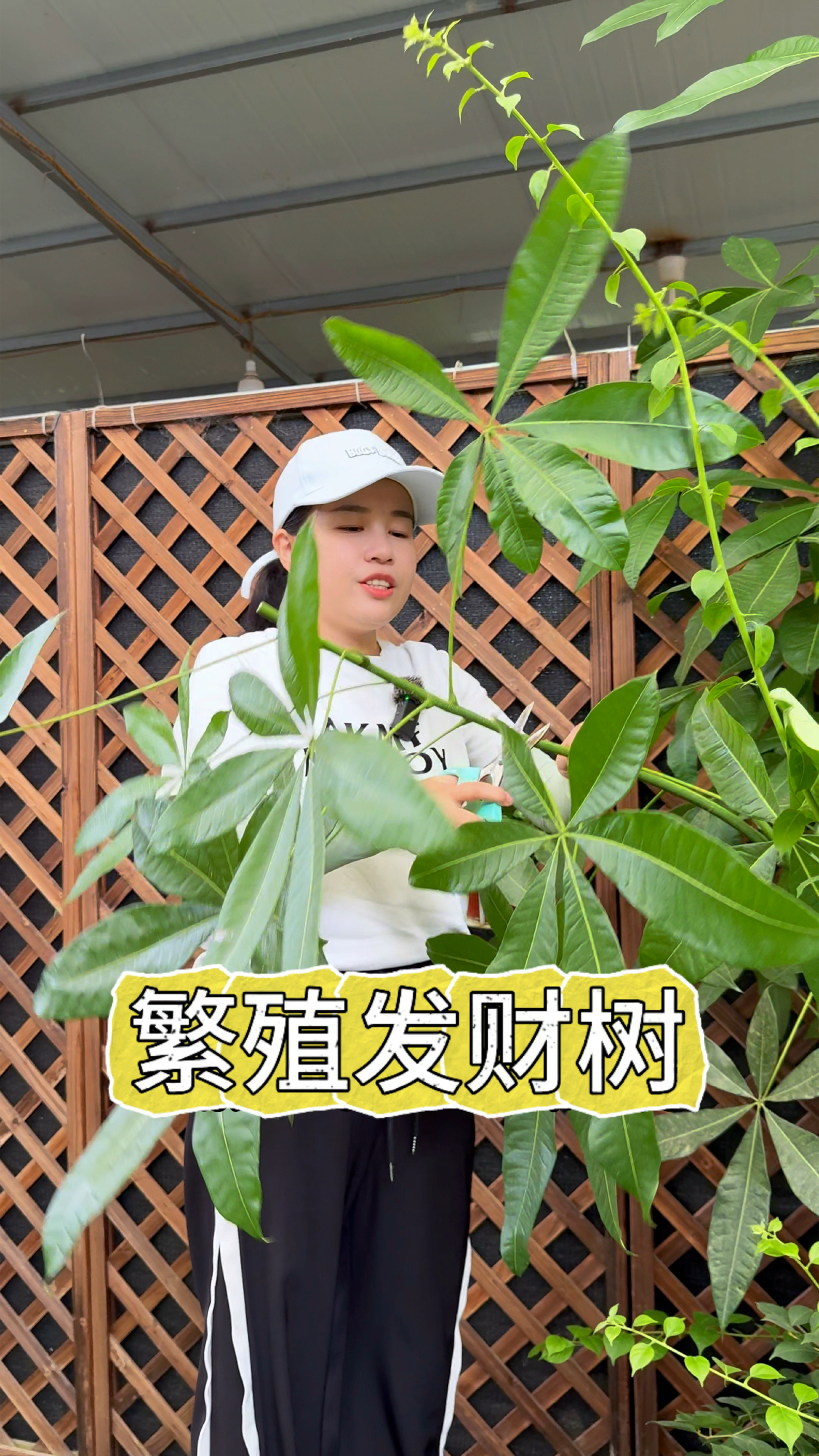 秋季想养发财树，你就剪根枝条下来