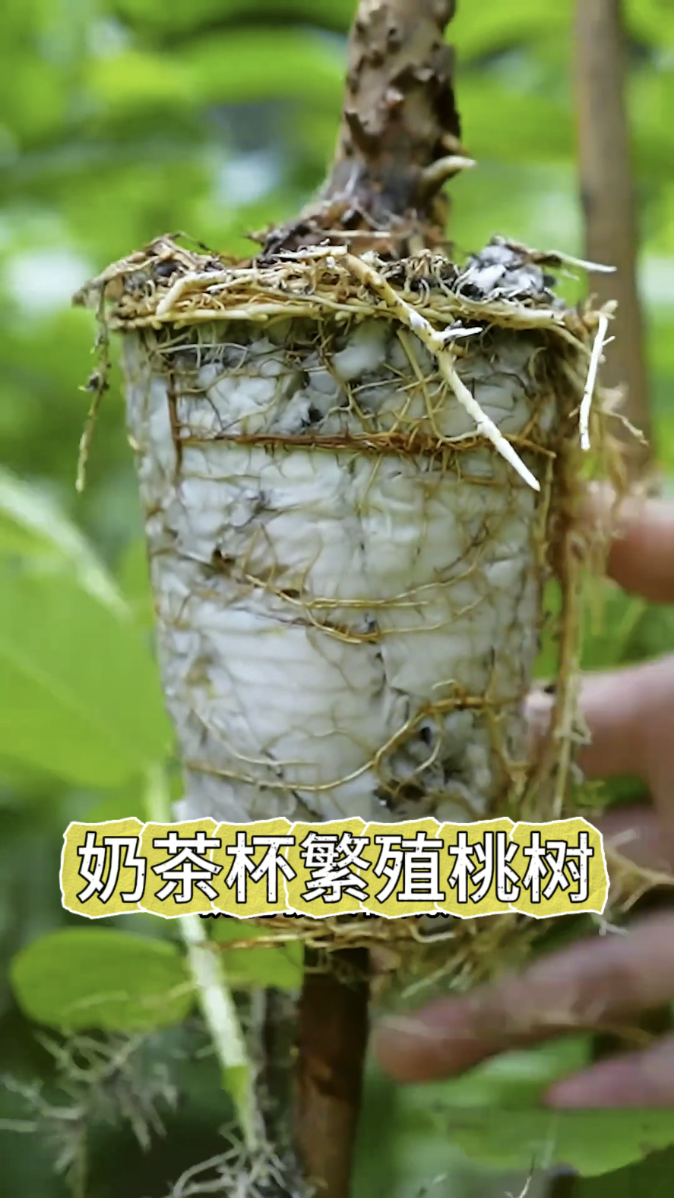 在枝条上套一个奶茶杯，就能轻松得到一棵桃子树