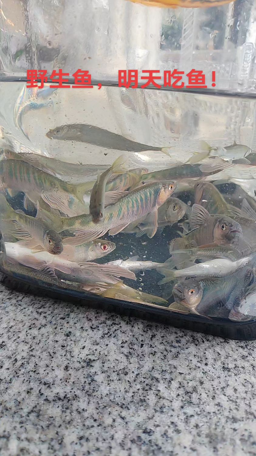 自己钓的鱼明天请避暑客人吃桃花鱼