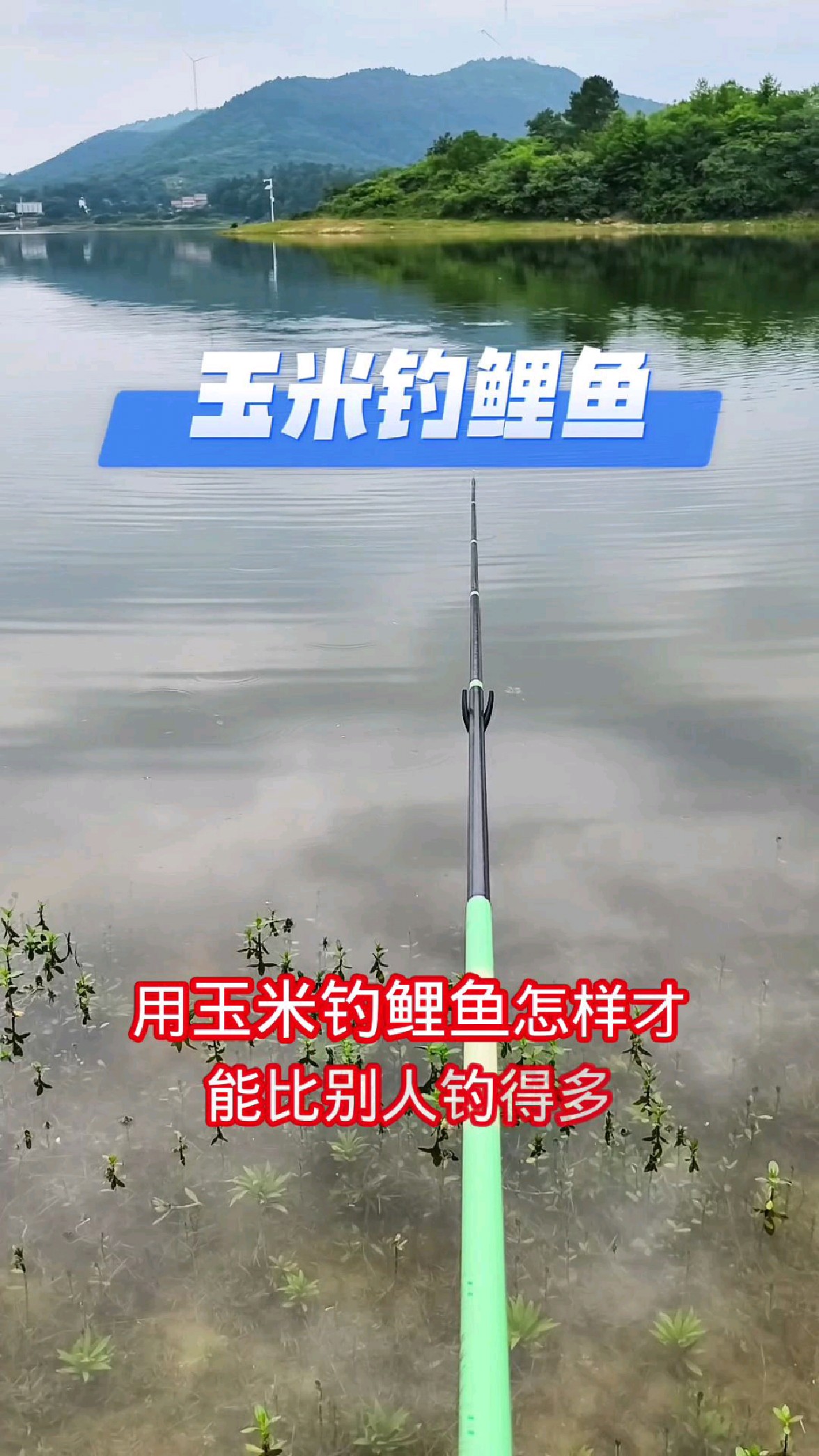 玉米钓鲤鱼,怎样比别人钓的多?以下方法可以学习一下