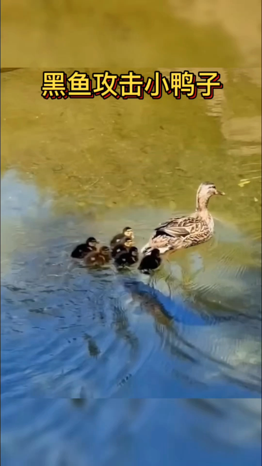 黑鱼犹如水中刺客突然窜出水面,将幼鸭拖入水中!