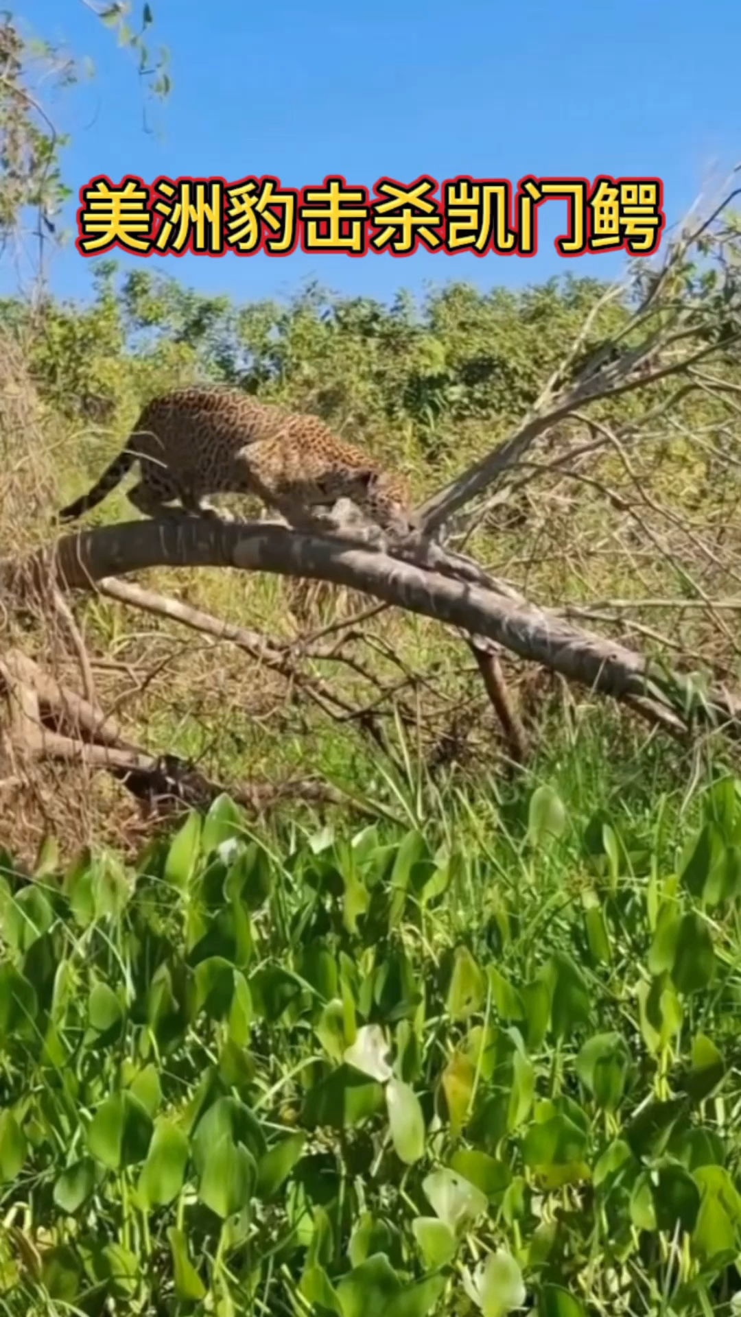 美洲豹伏击凯门鳄!