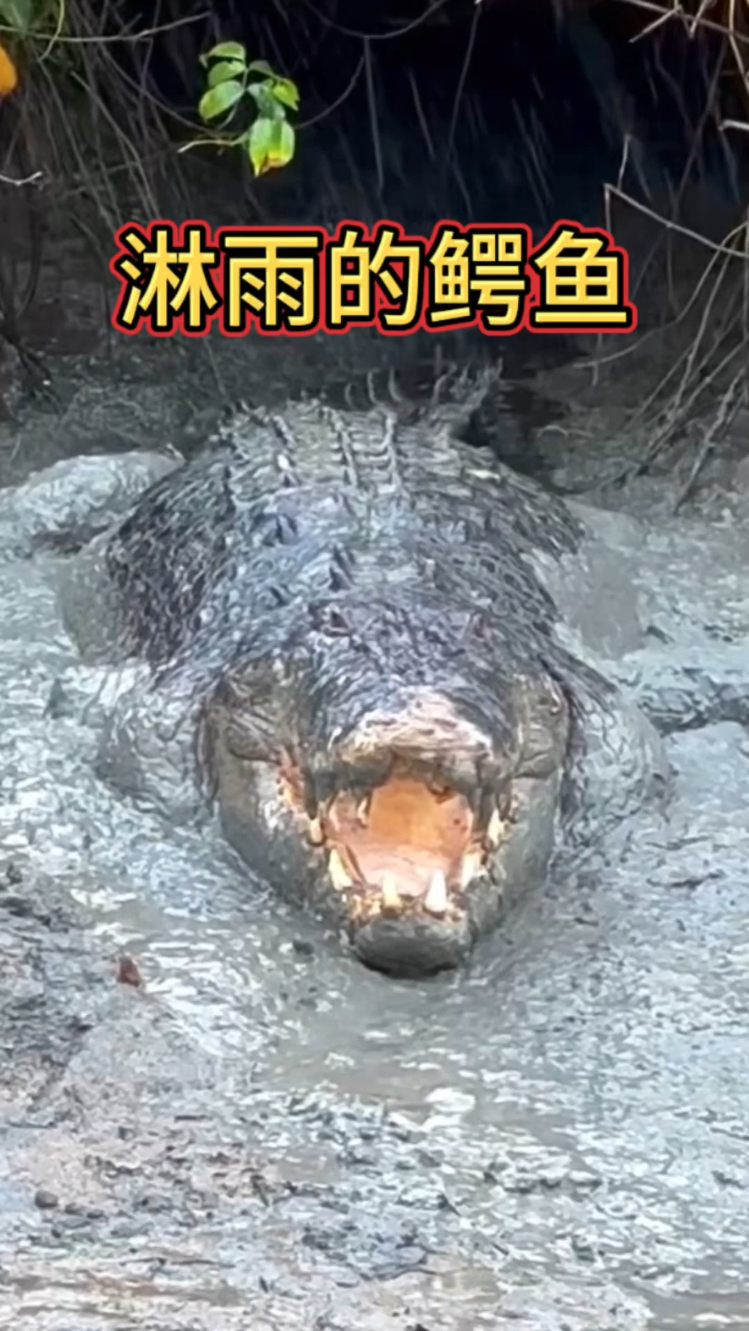 咸水鳄借助雨水冲刷身上的盐垢！