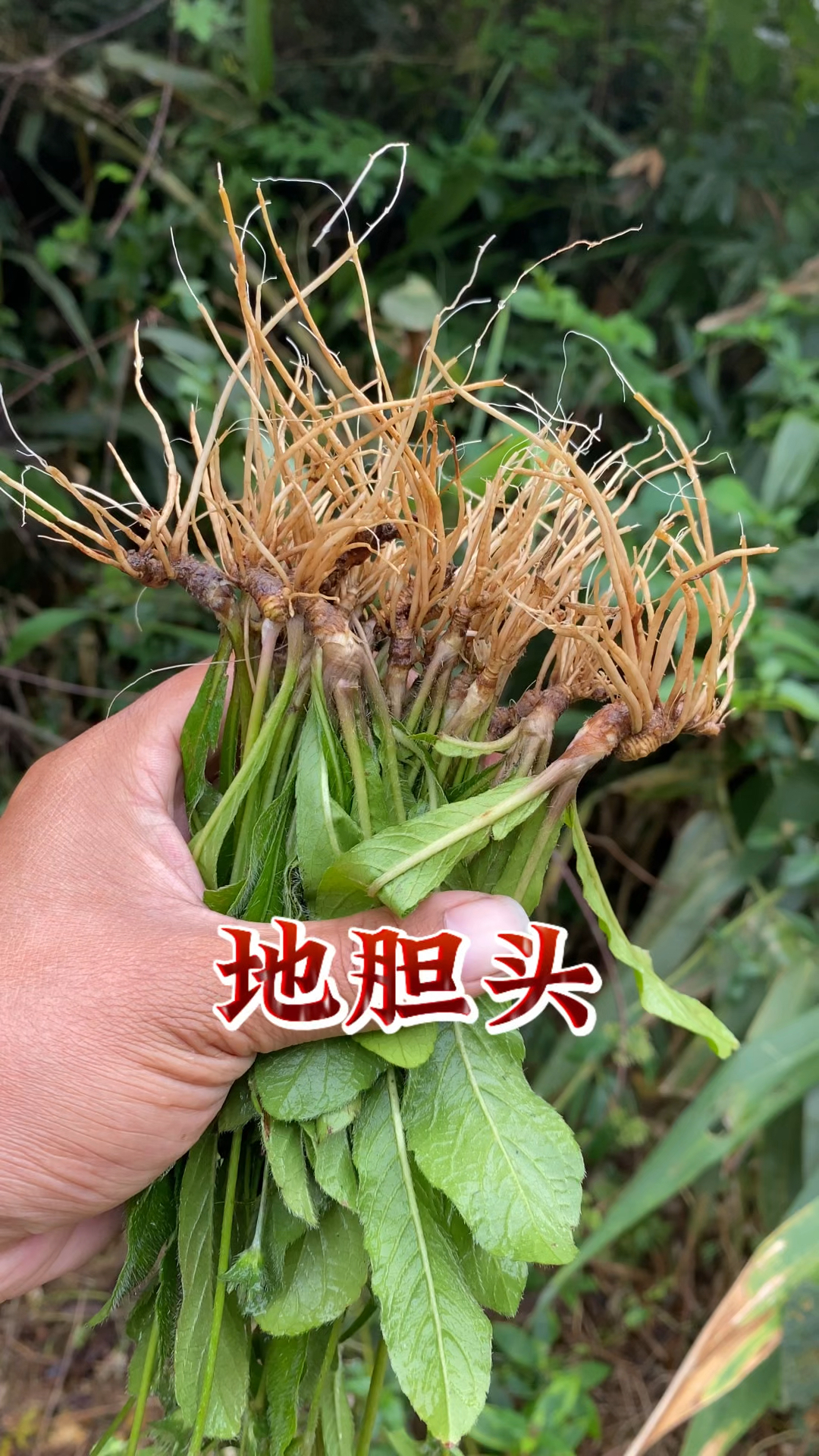 买地胆头有讲究,用它煲老鸭汤你有喝过吗?