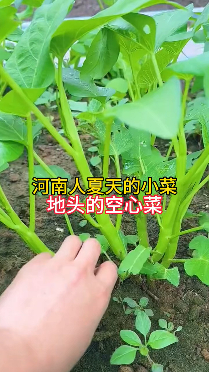 南方的朋友,北方的空心菜是长在旱地里了掐断还可以再长