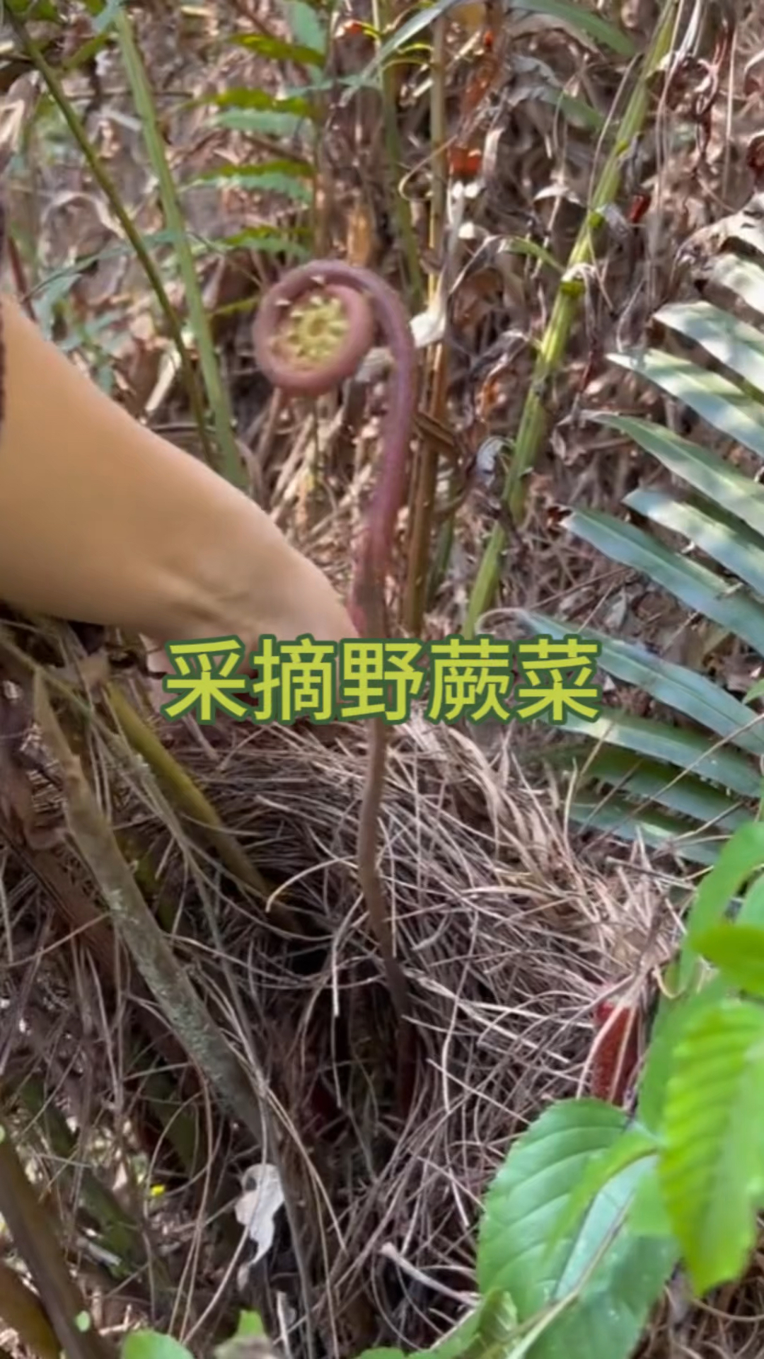 不一样的美味,采摘野蕨菜