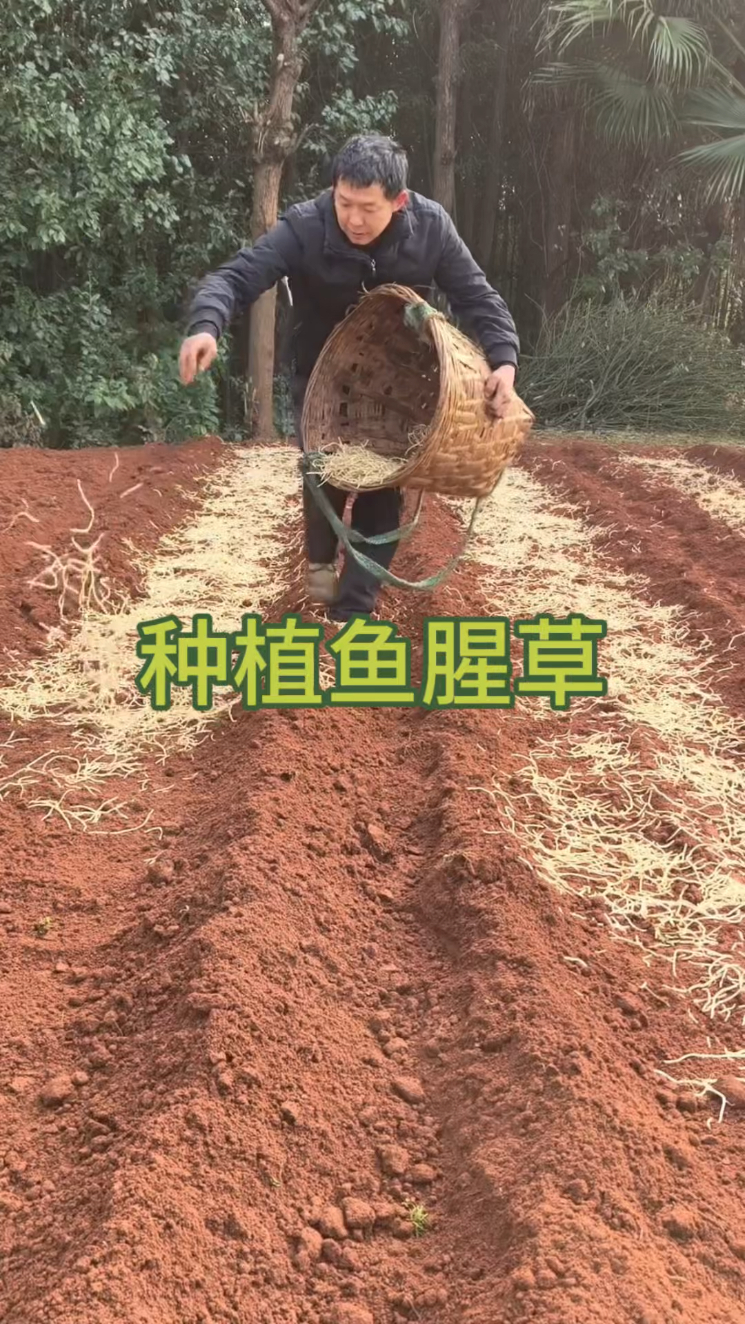 种植鱼腥草,浑身都是宝