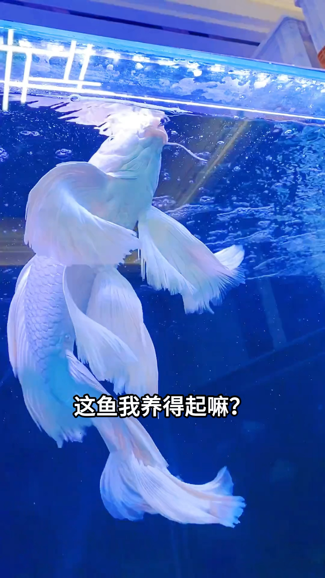 分享12种我买不起的鱼！