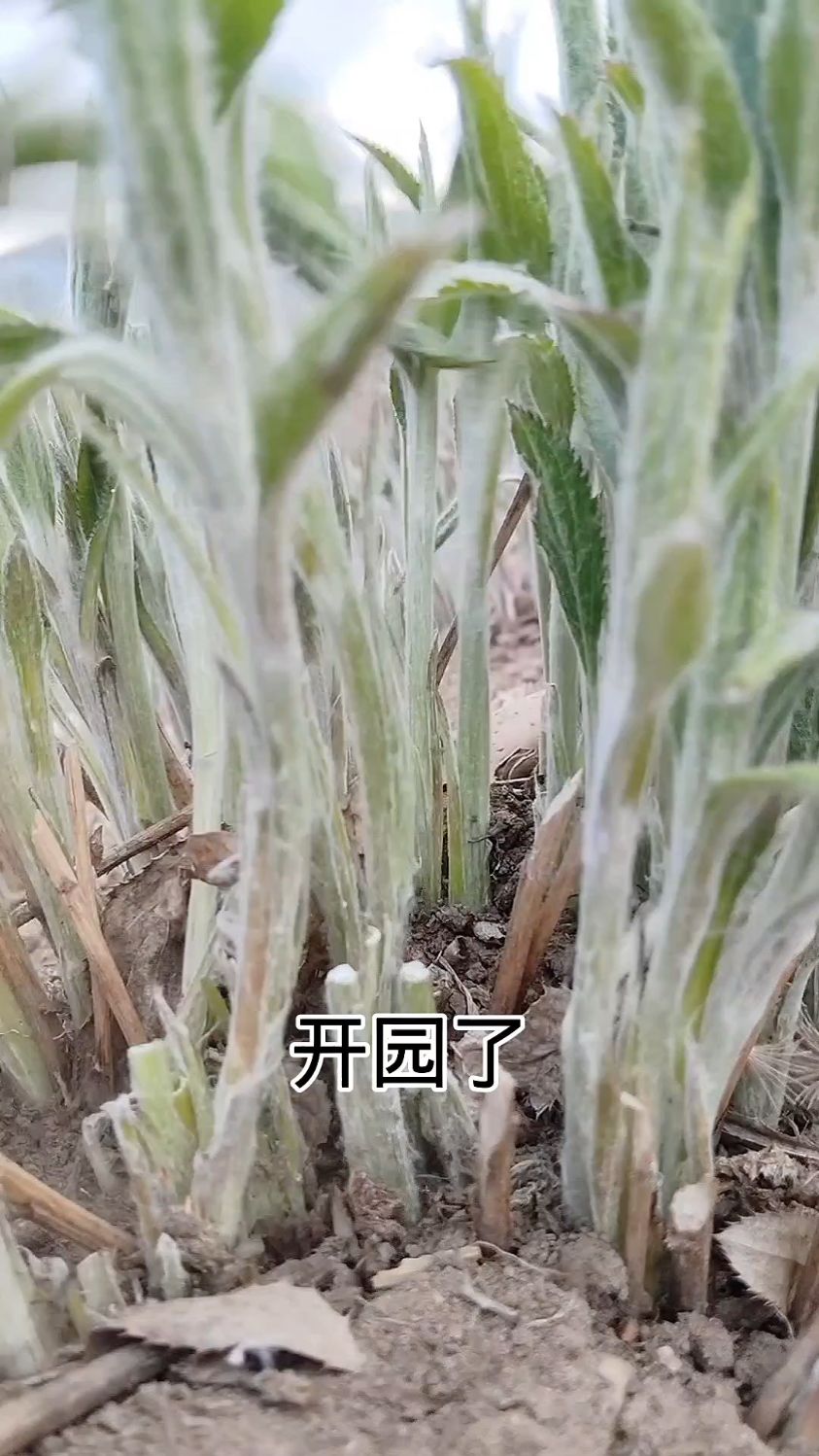 吃出健康的野山菜