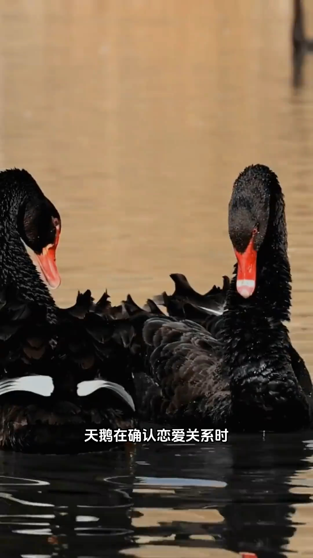 黑天鹅，放荡不羁爱带娃