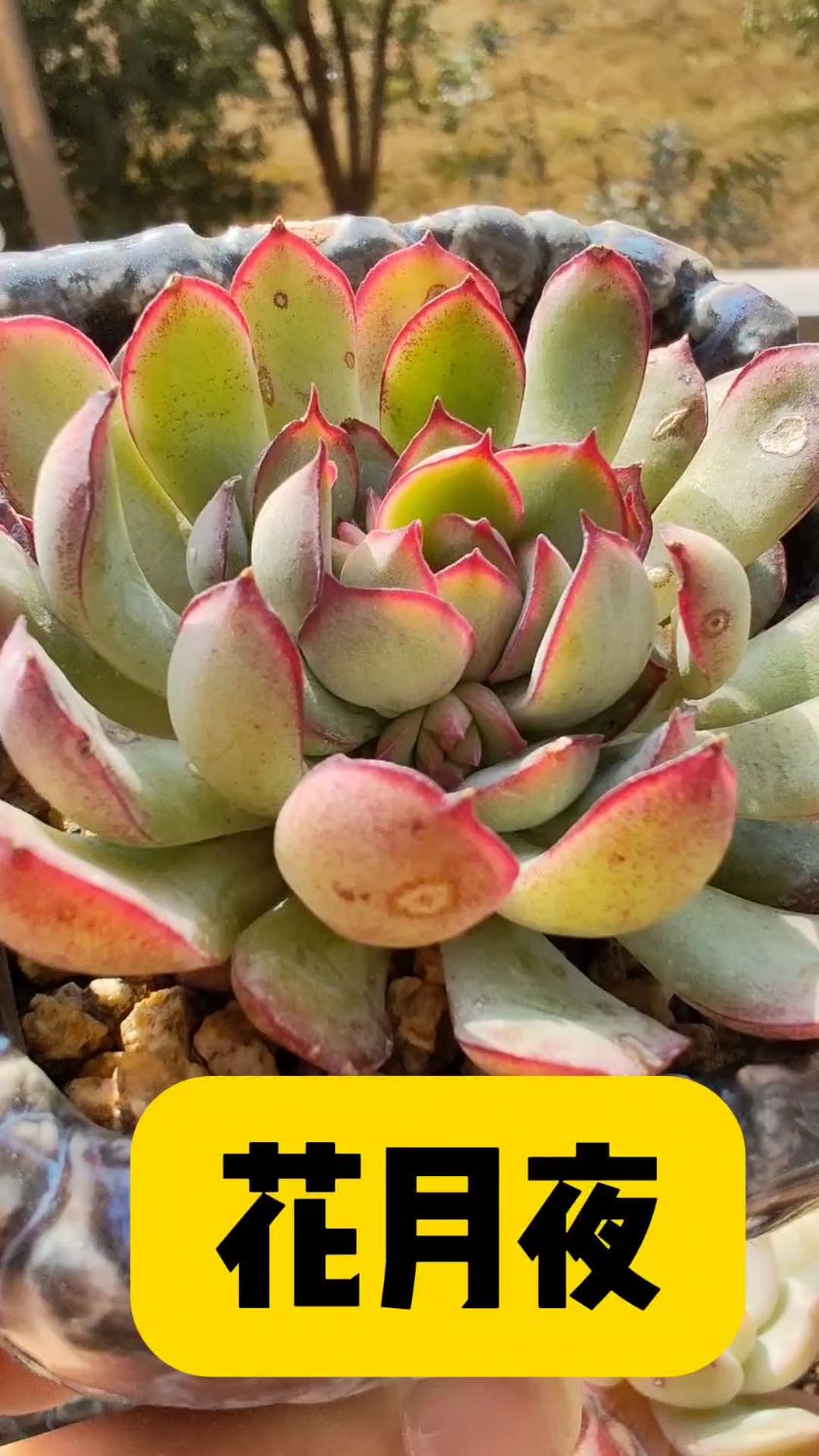 多肉植物“花月夜”