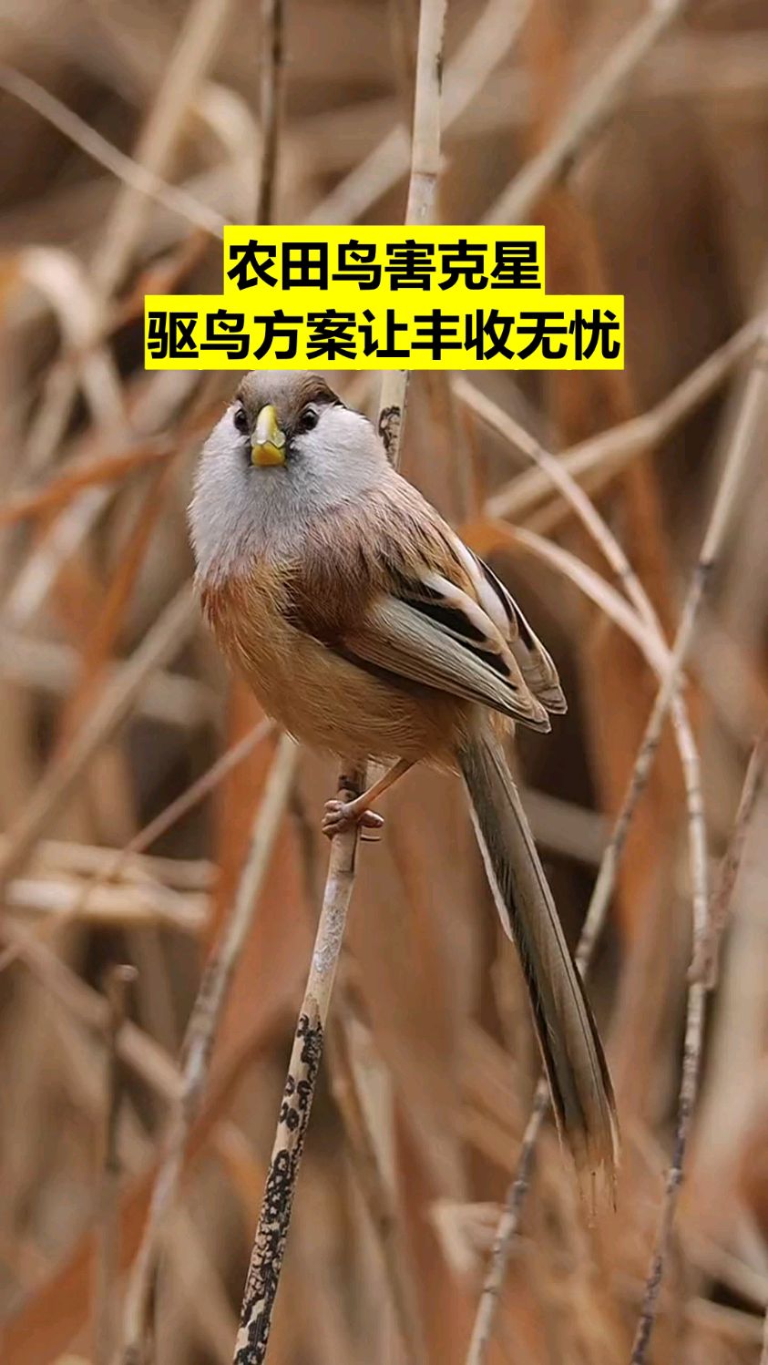 驱鸟拌种 防各种鸟禽野鸡野兔麻雀白头翁乌鸦老鸹喜鹊扣种子吃幼苗