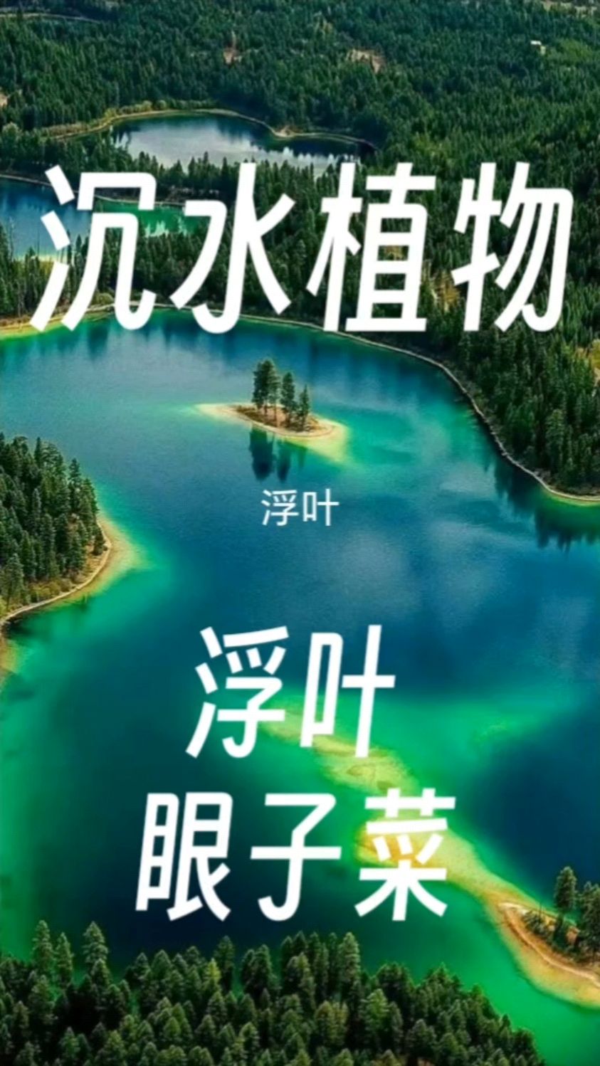 眼子菜为何被称为