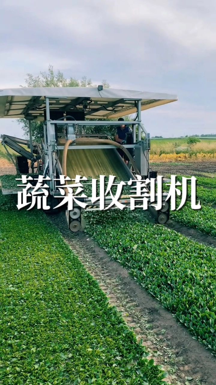 蔬菜自动化收割机