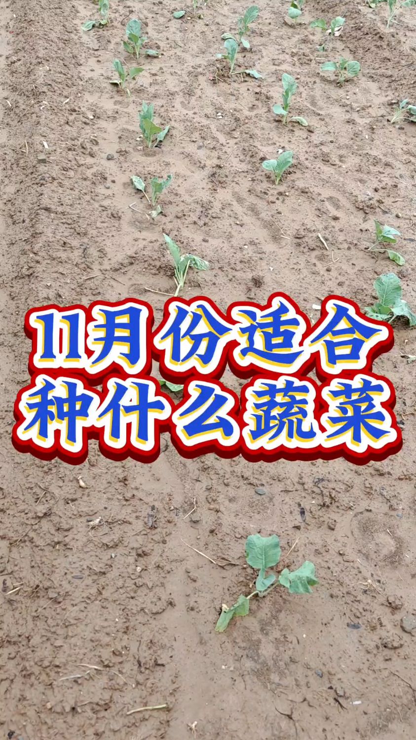11月份适合种什么蔬菜