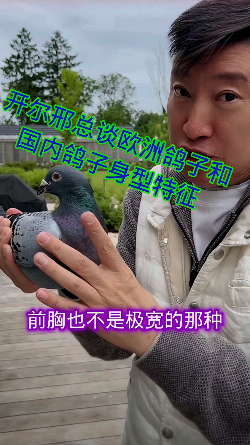 开尔邢总谈欧洲赛鸽和国内赛鸽体型鸽身型的区别!