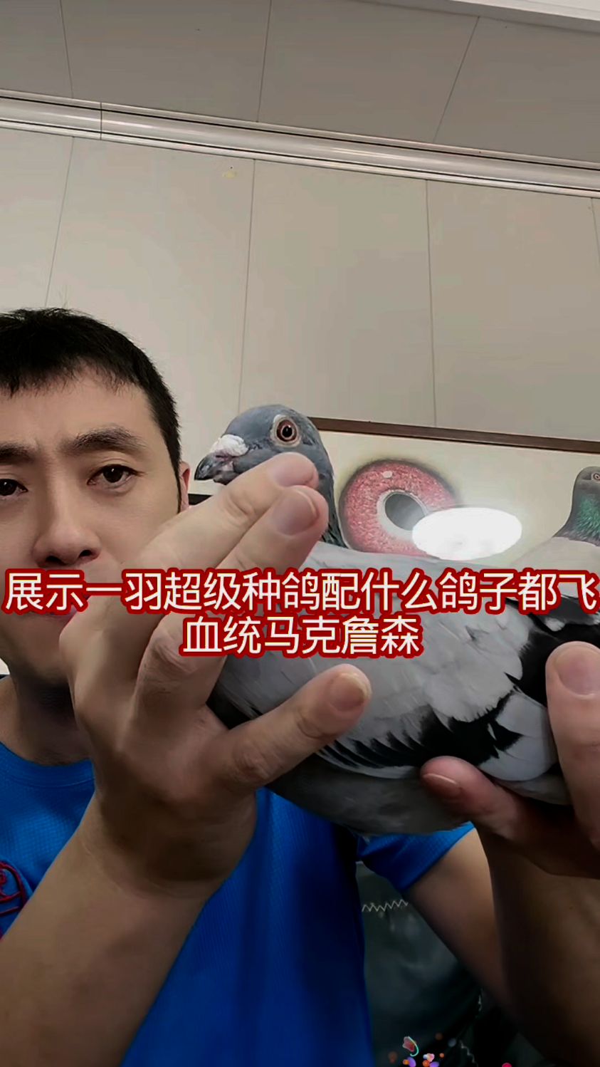 展示一羽超级种鸽配什么鸽子都飞,本身五关鸽王百名马克詹森血统