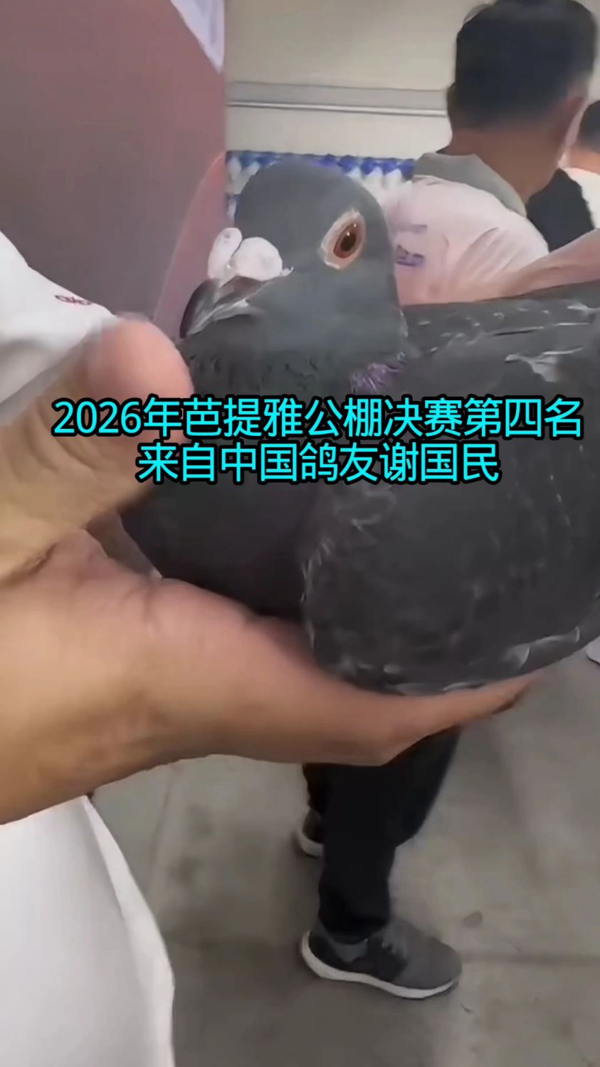 中国鸽友斩获2026年芭提雅公棚决赛第四名!