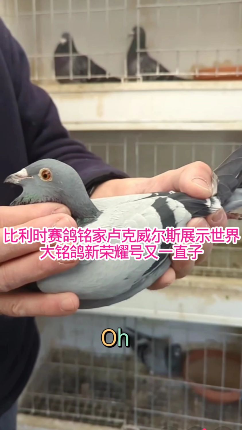 比利时铭家卢克威尔斯展示超级种鸽，它认为白爪的鸽子做种鸽最好
