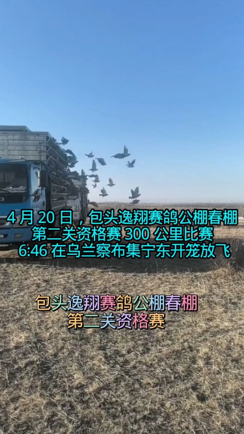 4 月 20 日,包头逸翔赛鸽公棚春棚第二关资格赛 300 公里比赛简报