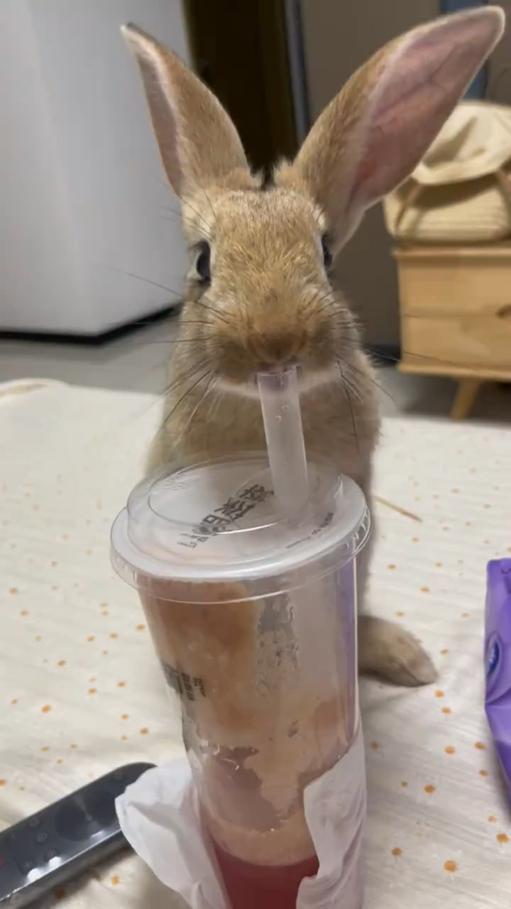 怎么会有喜欢喝奶茶的兔兔呢?