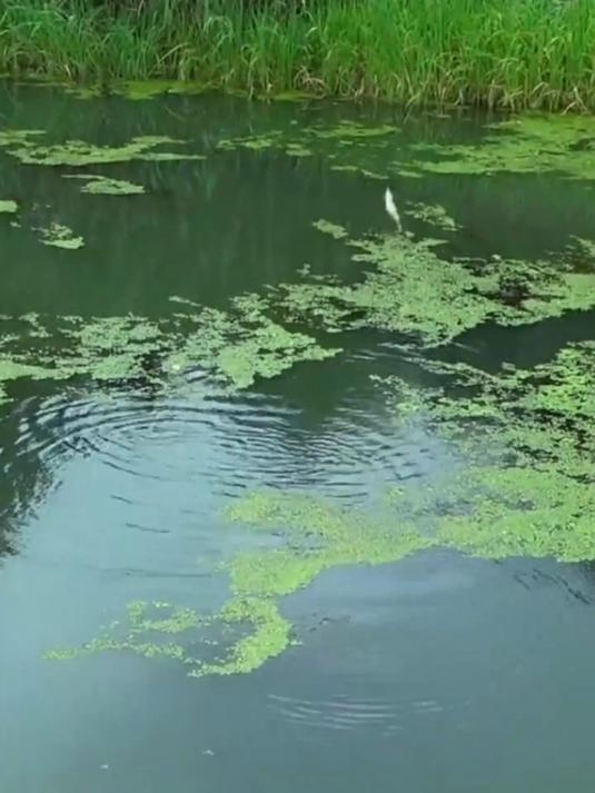 夏天钓活水河鱼口真不错,窝里鱼星没停过,上来的鲫鱼真漂亮