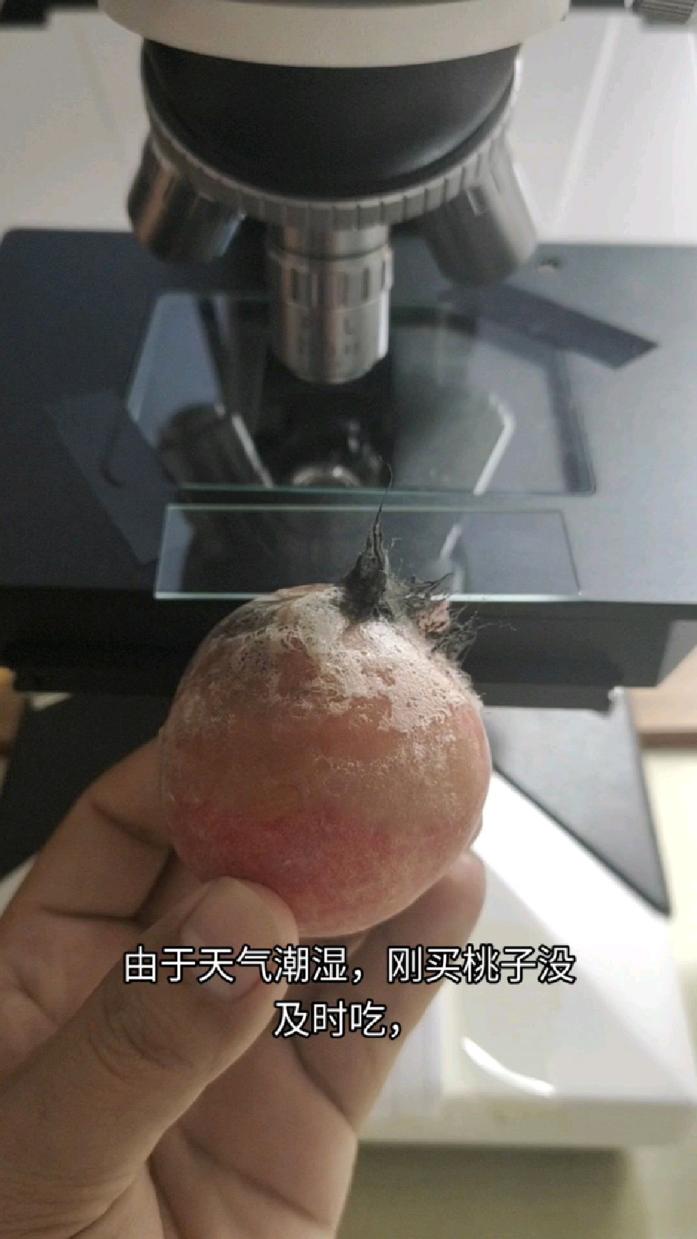 在显微镜下面观察桃子上的霉菌