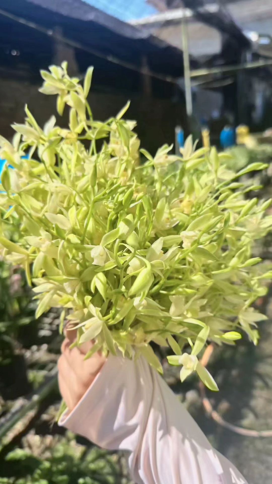 新手最适合的品种,四季兰素心小瓜子,勤苗又勤花