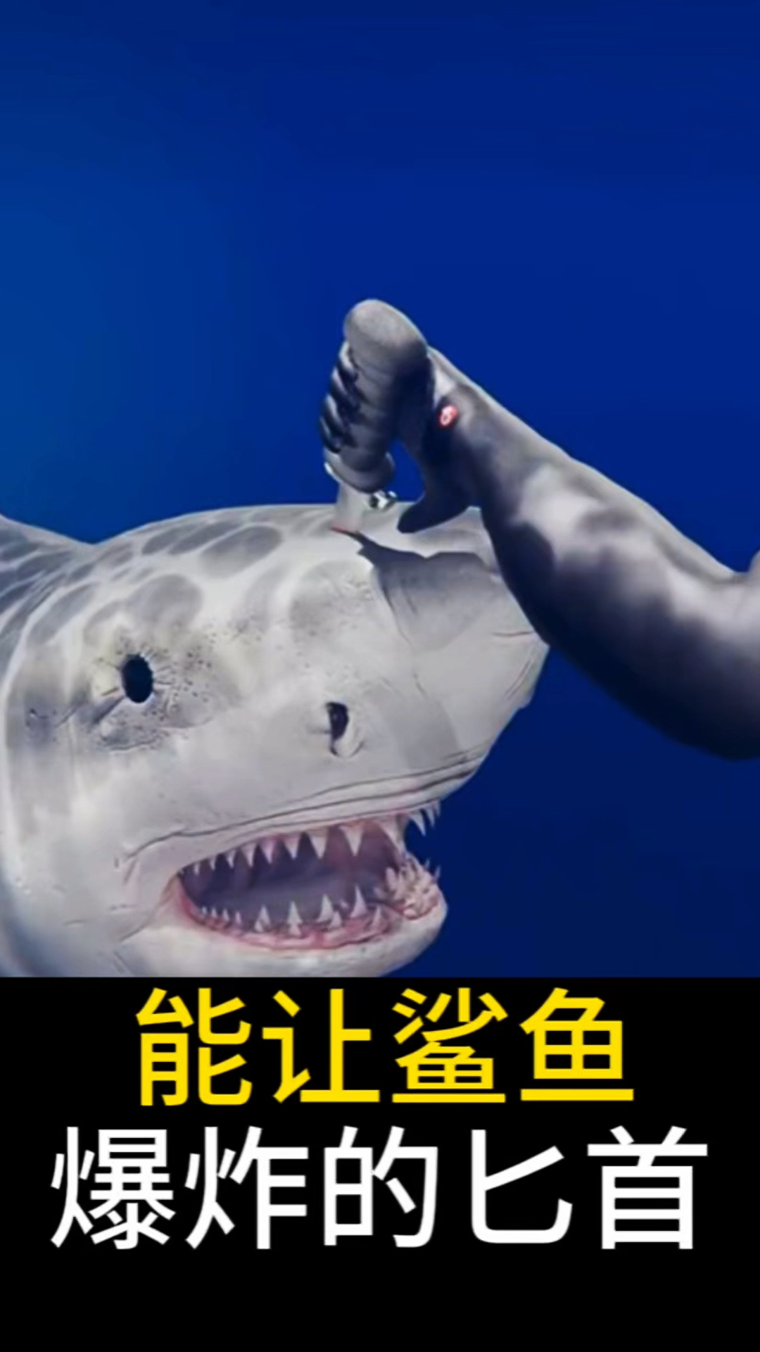 能让鲨鱼爆炸的匕首 #有趣的知识又增长了