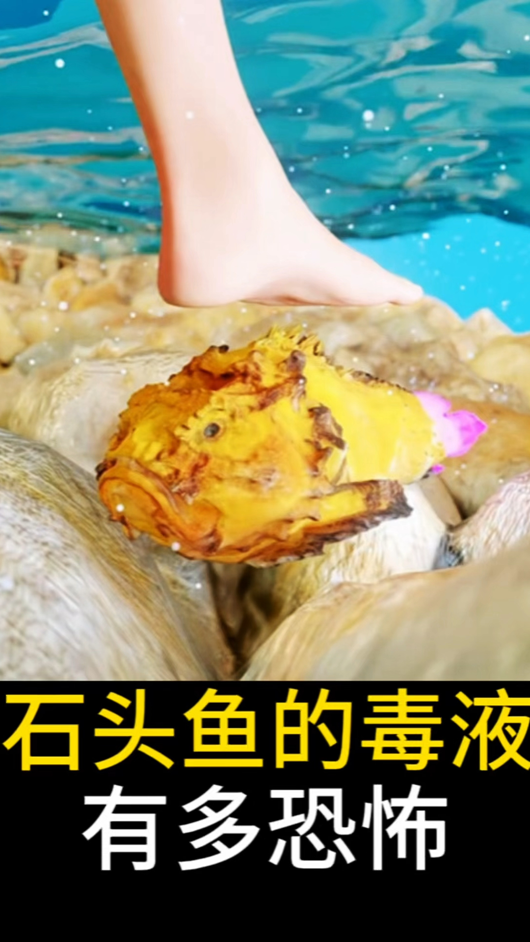 石头鱼的毒液有多恐怖 #有趣的知识又增长了