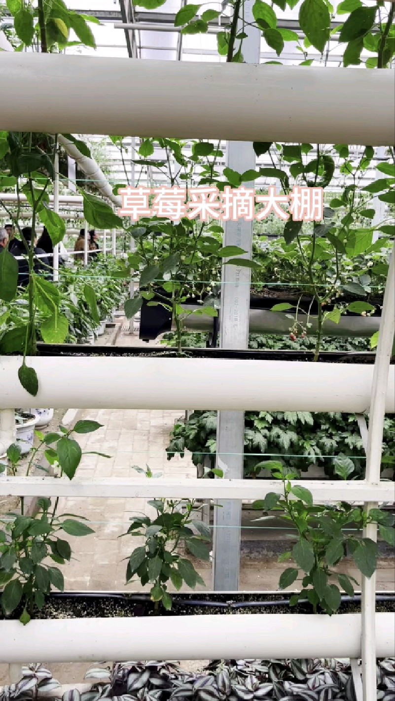 山东寿光蔬菜水果大棚,草莓无土栽培,甜甜的味道好吃